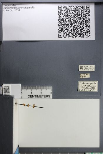 Media type: image;   Entomology 544636